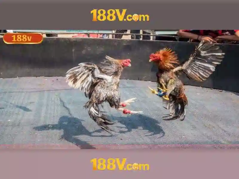 'Tổng quan 188v con'