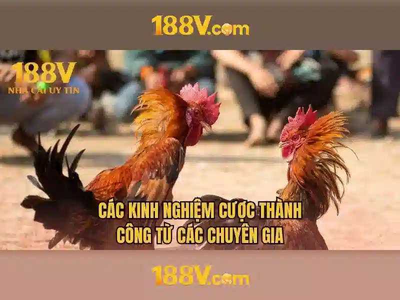 188v: Cầu nối giữa thực tại và thế giới số Giao diện nhà cái hoàn hảo